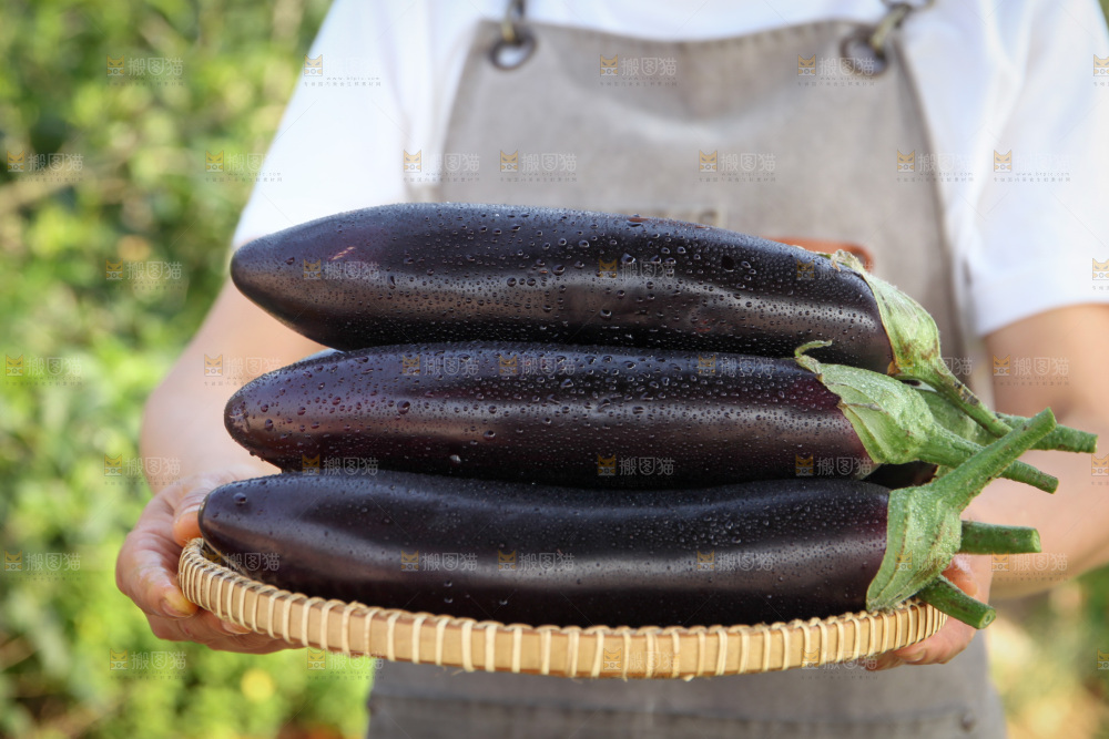 紫茄子