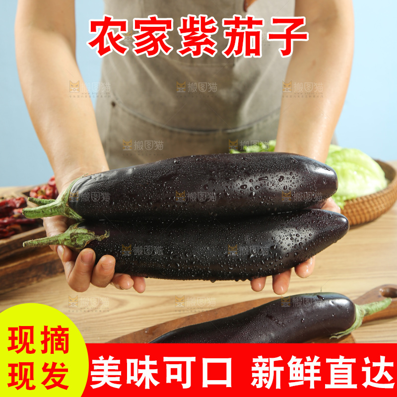紫茄子