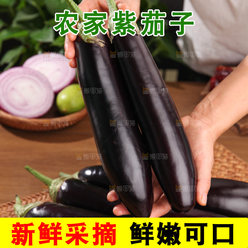 紫茄子