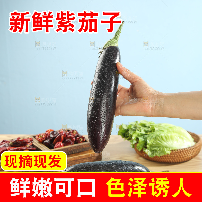 紫茄子