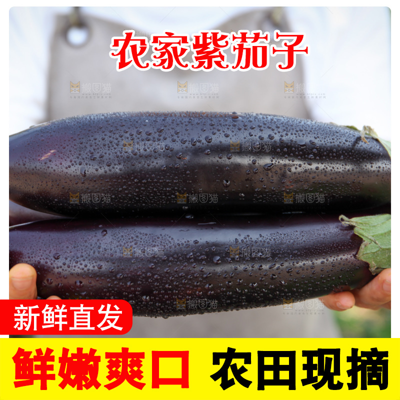 紫茄子