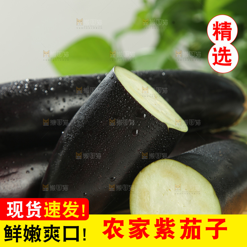 紫茄子