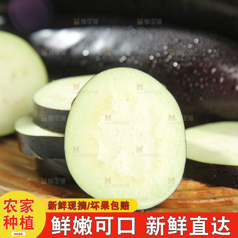 紫茄子
