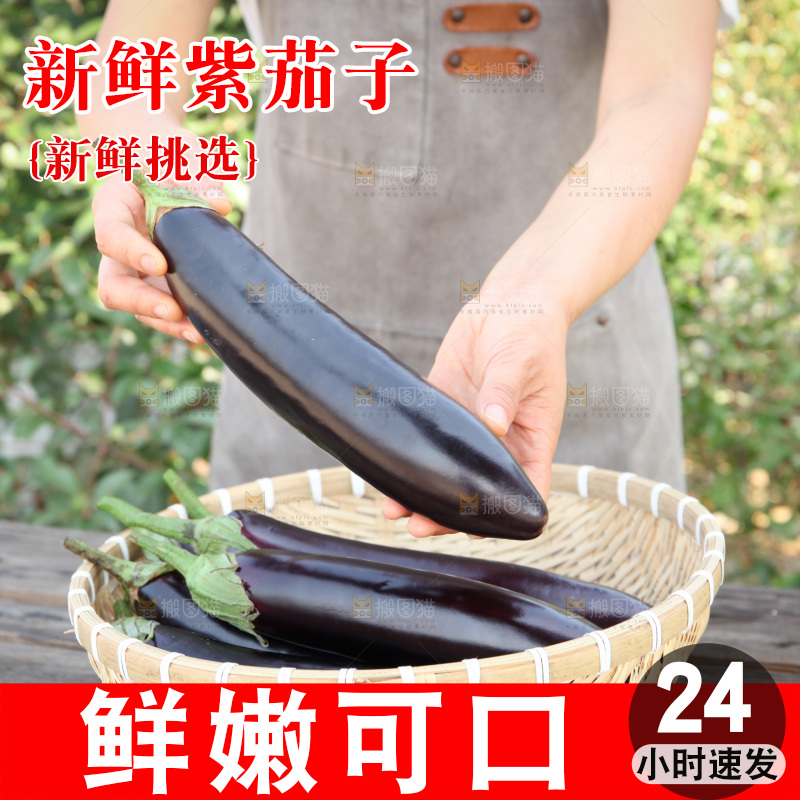 紫茄子