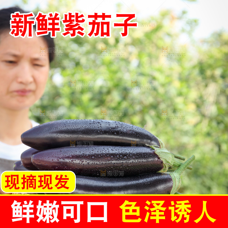 紫茄子