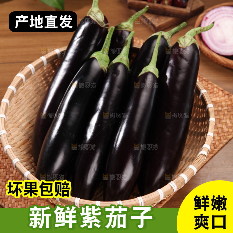 紫茄子