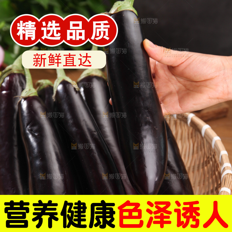 紫茄子