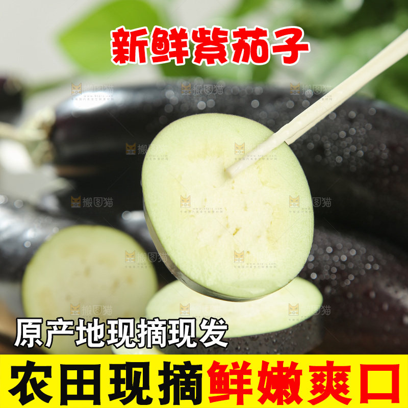紫茄子