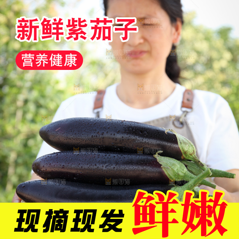 紫茄子