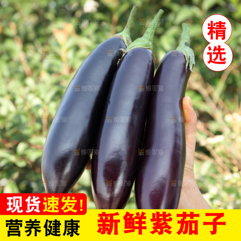 紫茄子