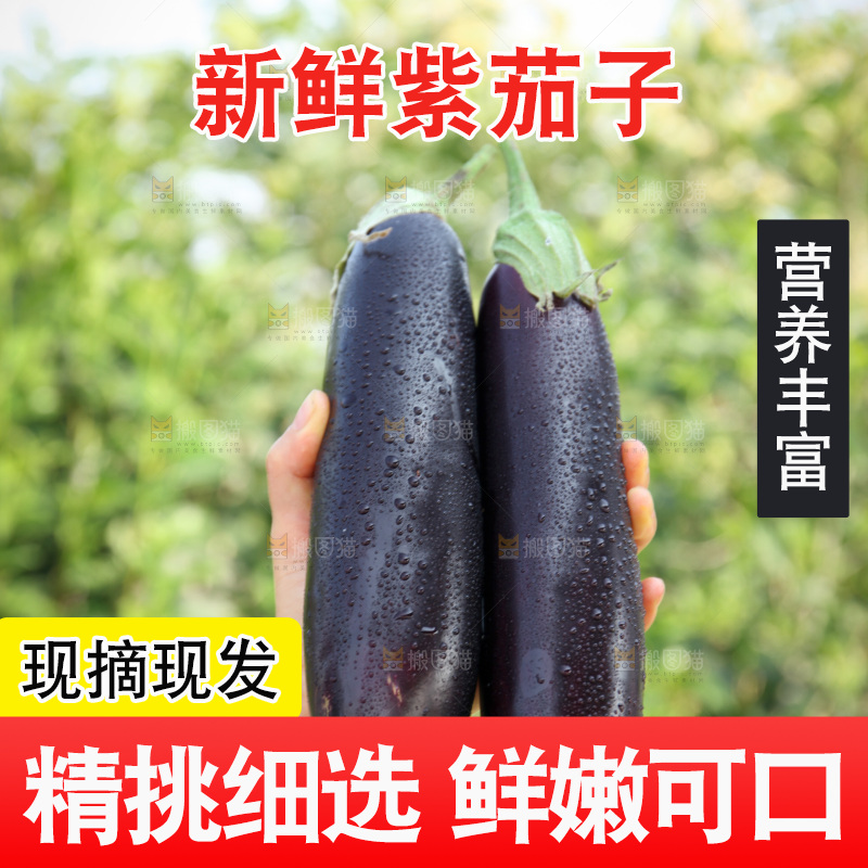 紫茄子