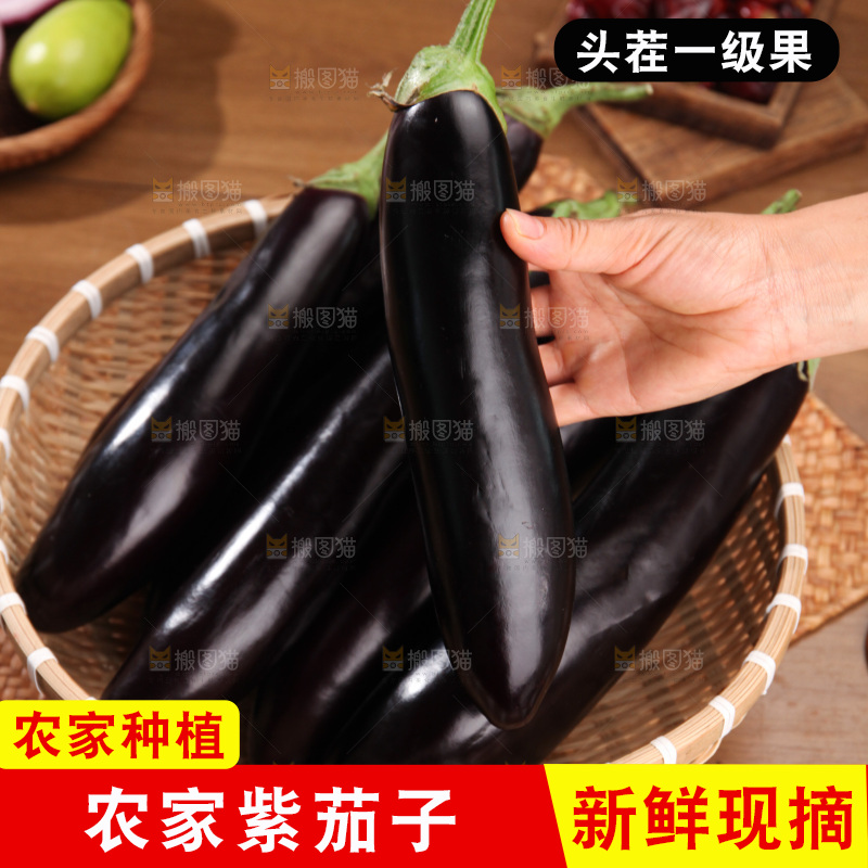 紫茄子