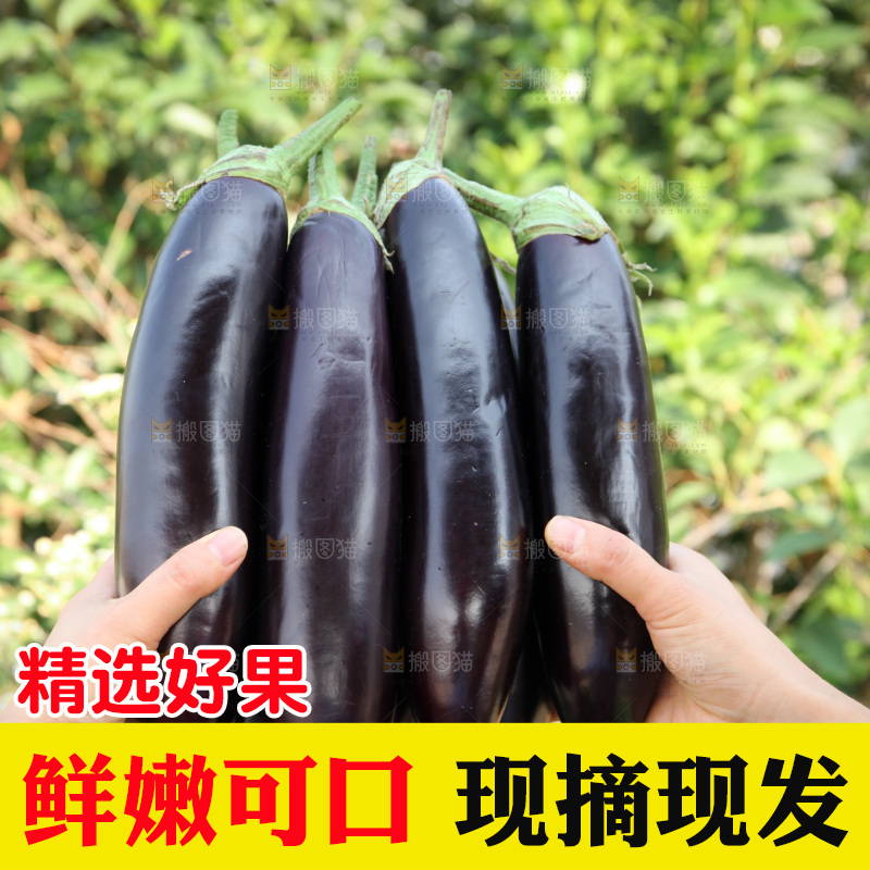 紫茄子