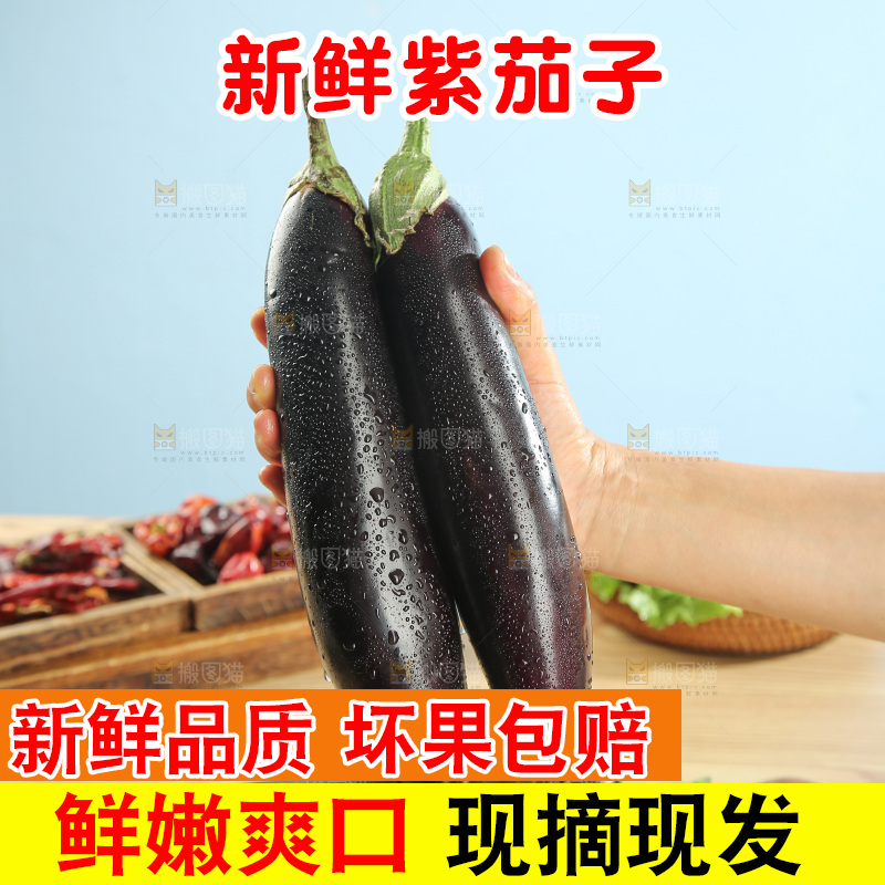 紫茄子