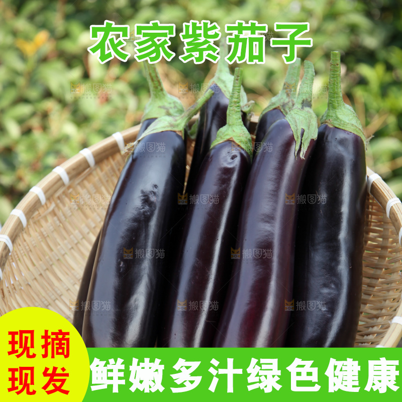 紫茄子