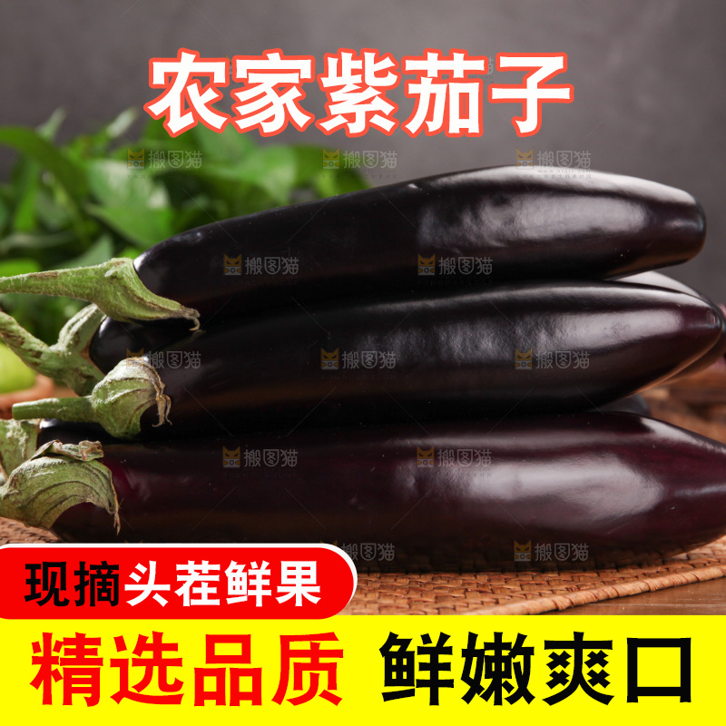 紫茄子
