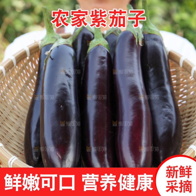 紫茄子