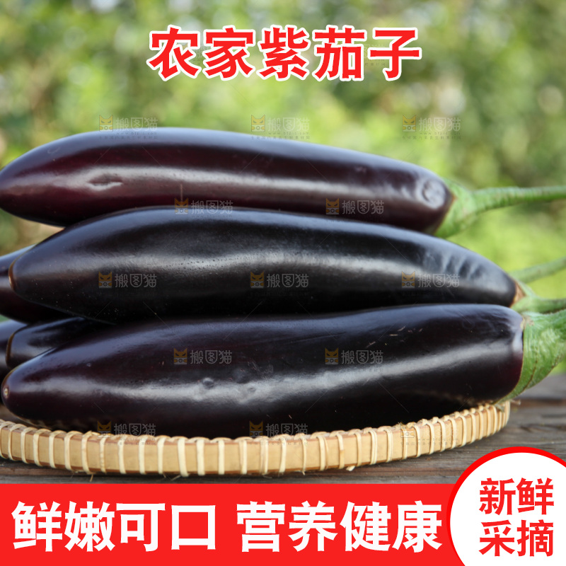 紫茄子