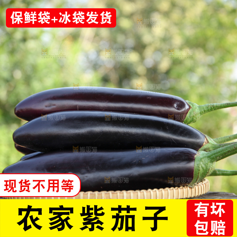 紫茄子