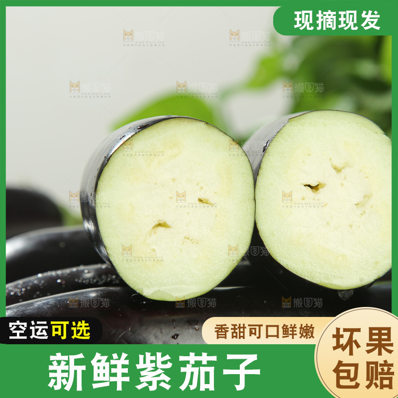 紫茄子