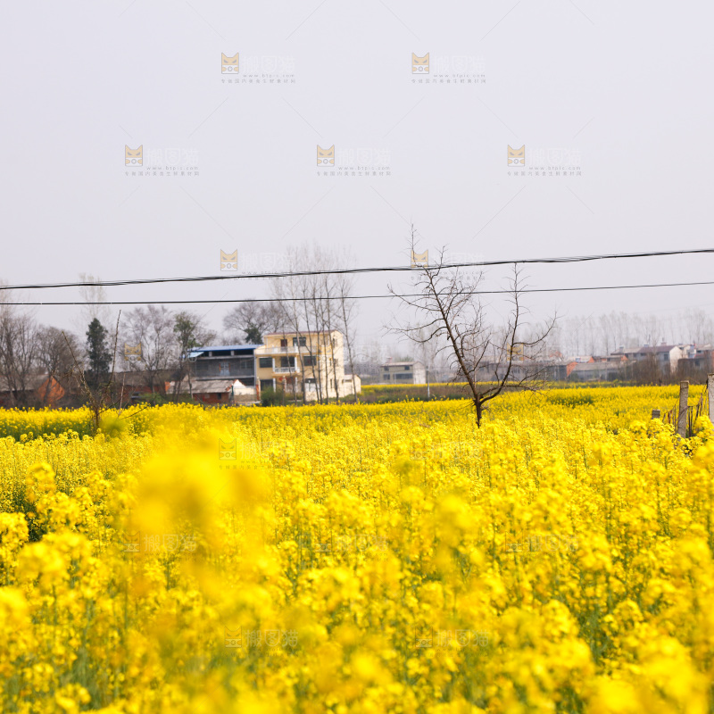 油菜花