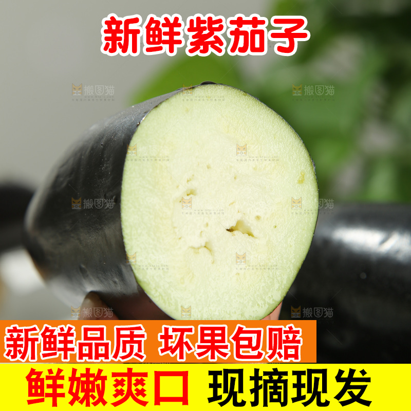 紫茄子