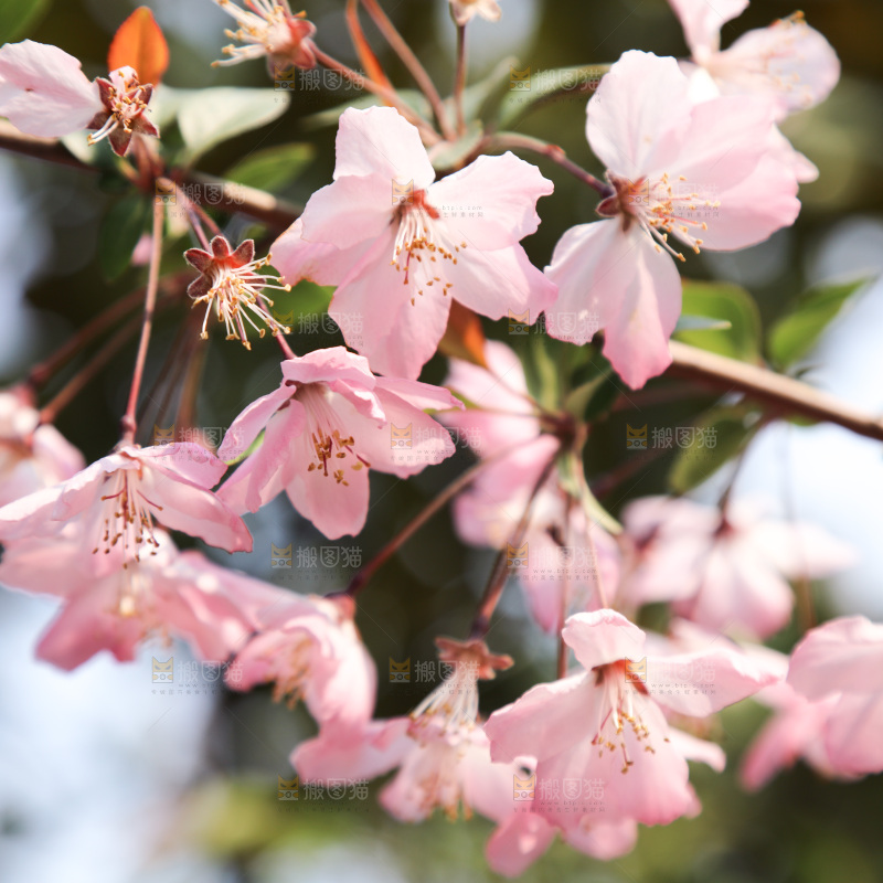 樱花
