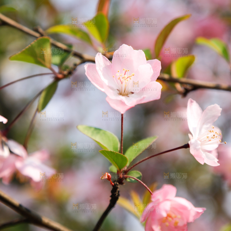 樱花