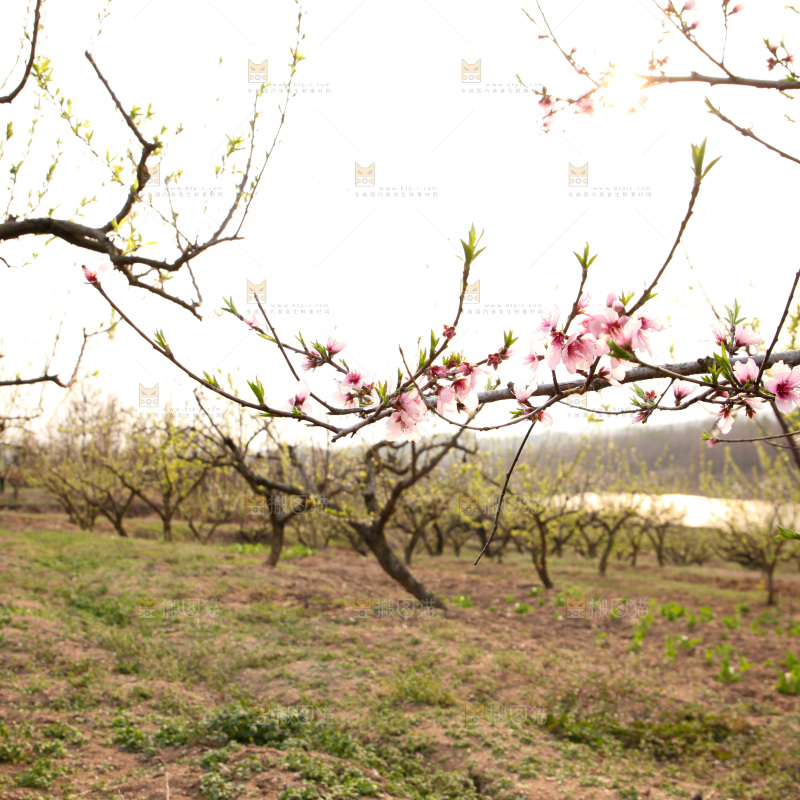 桃花