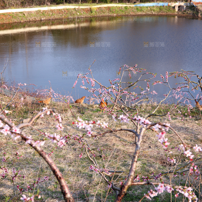 桃花