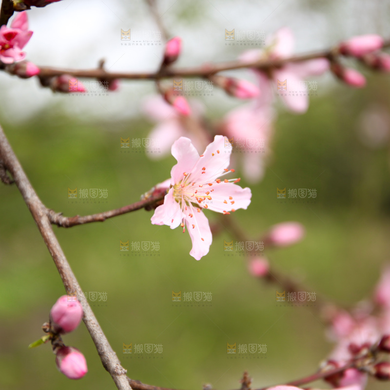 桃花