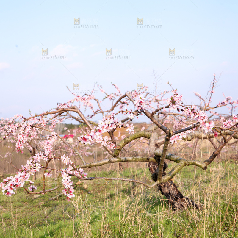 桃花