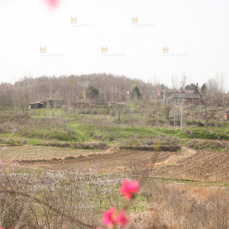 桃花