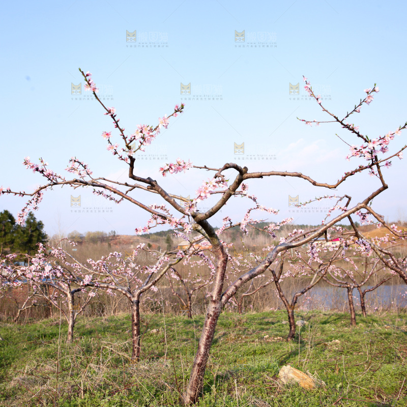 桃花