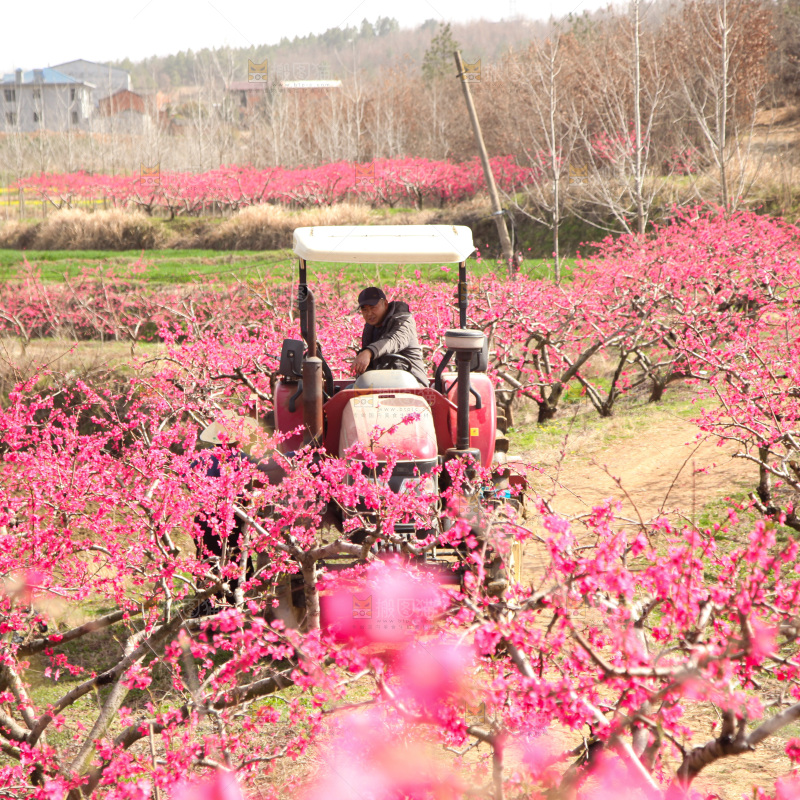 桃花
