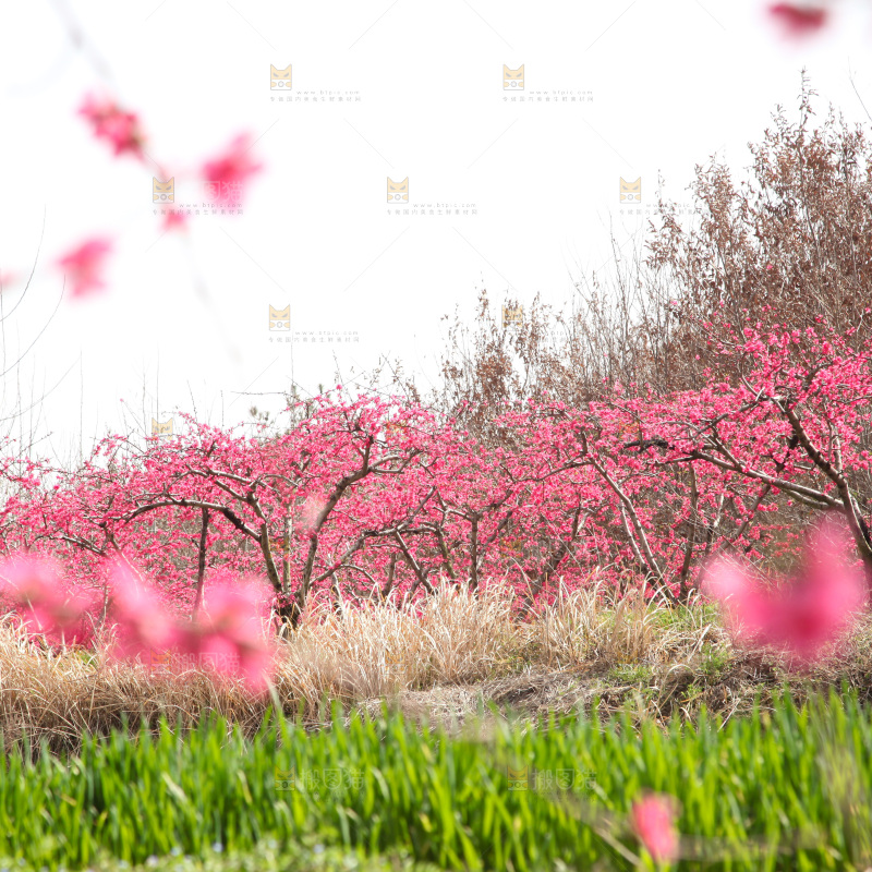 桃花