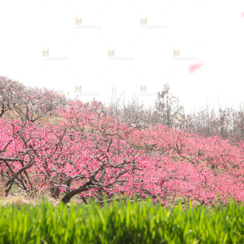 桃花