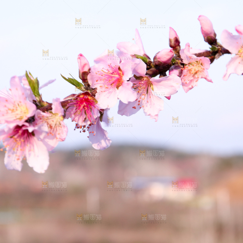 桃花