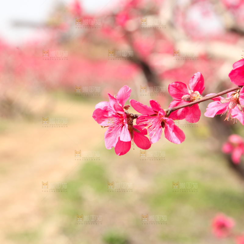桃花