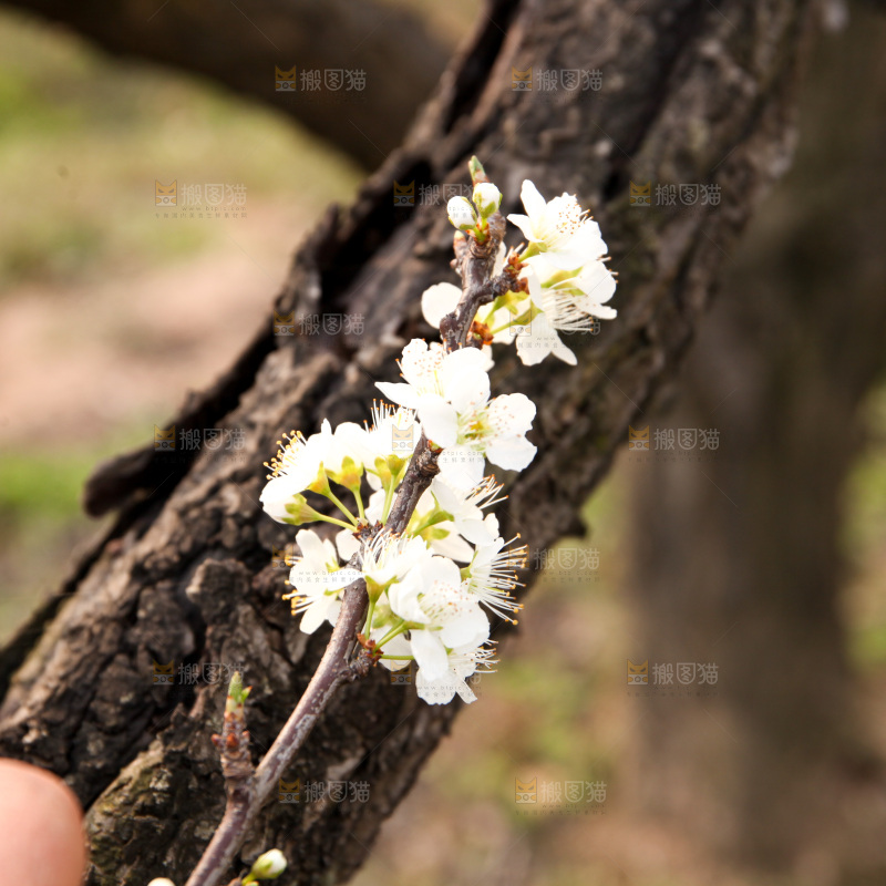 梨花