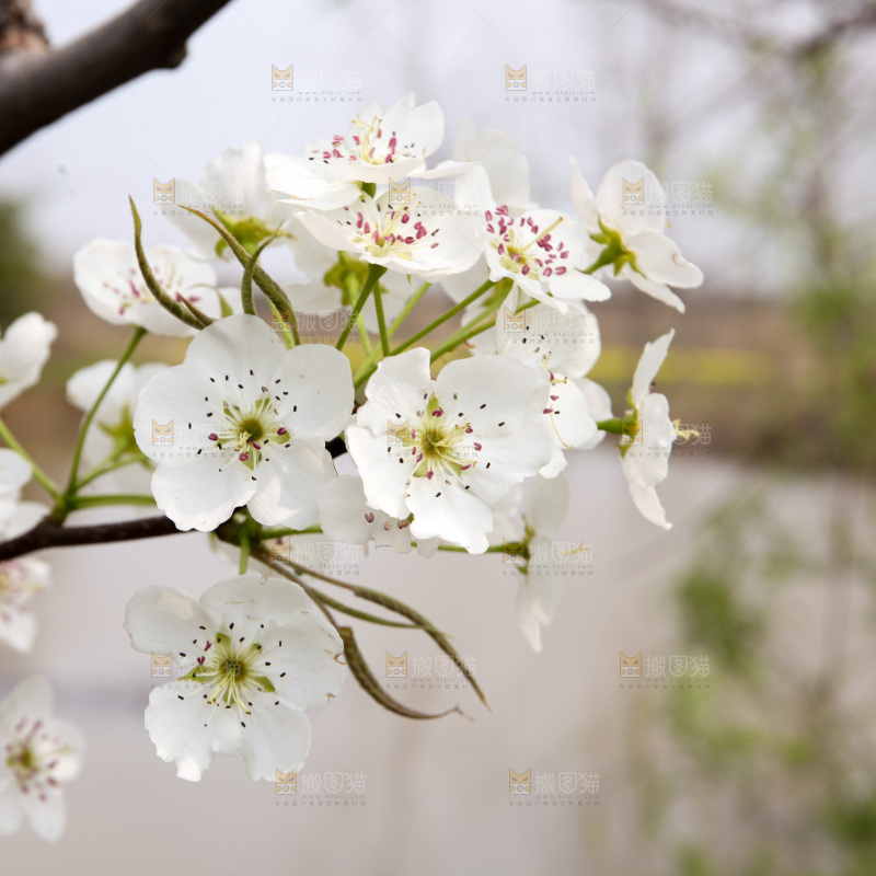梨花