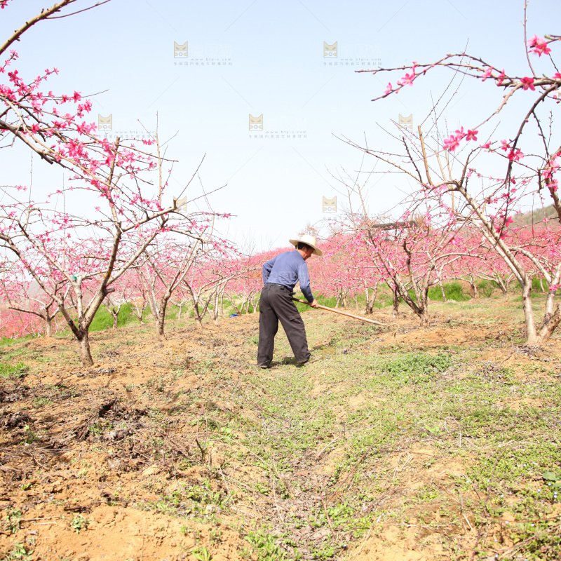 桃花