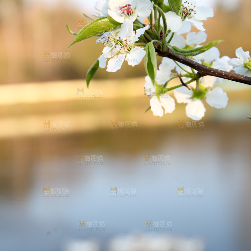 梨花