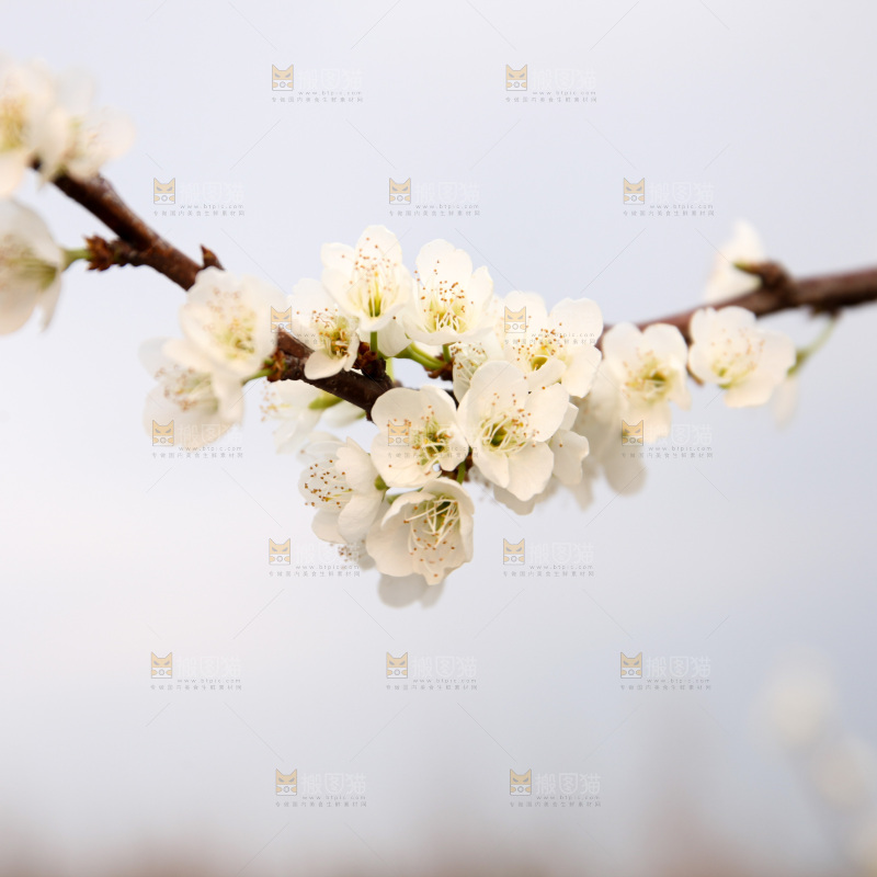 梨花