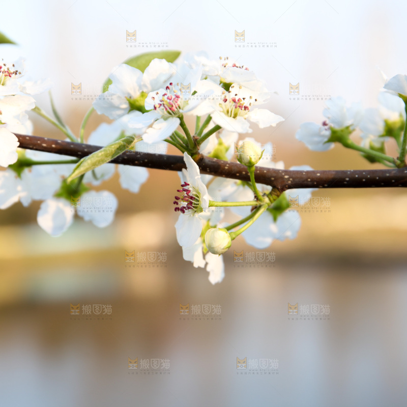 梨花