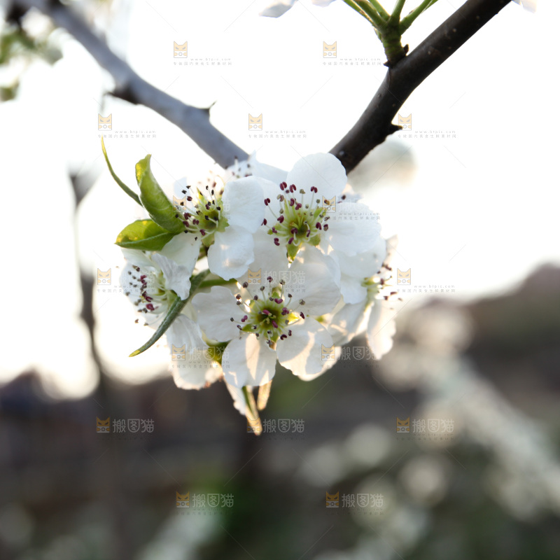 梨花