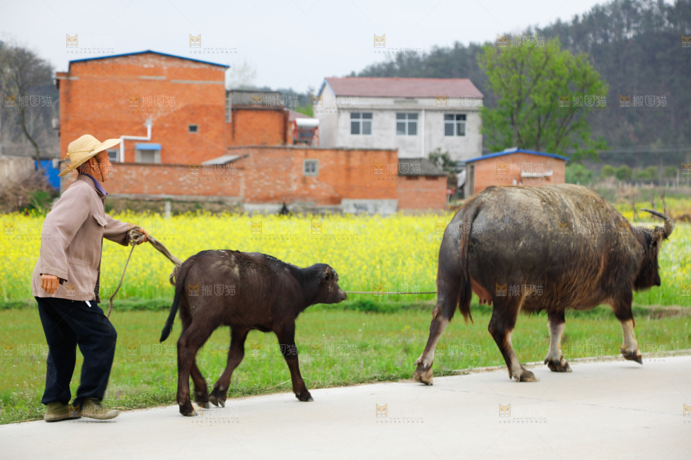 黑牛