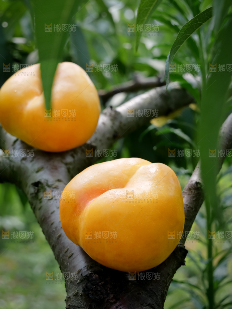 黄油蟠桃