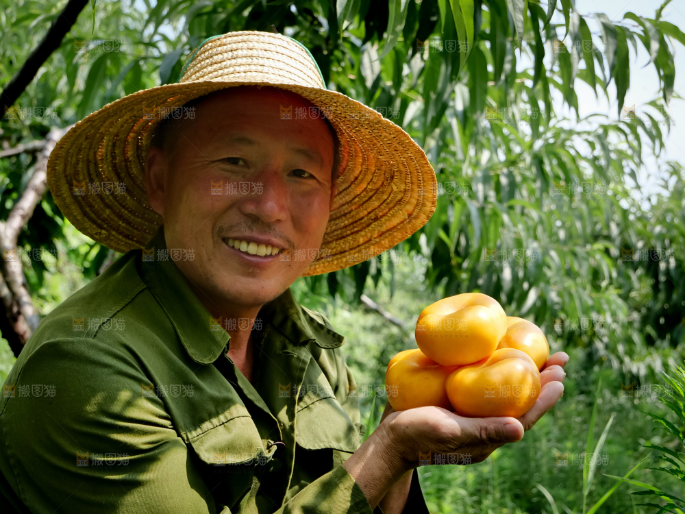 黄油蟠桃