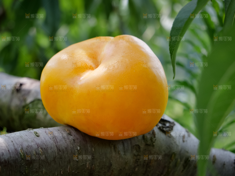 黄油蟠桃